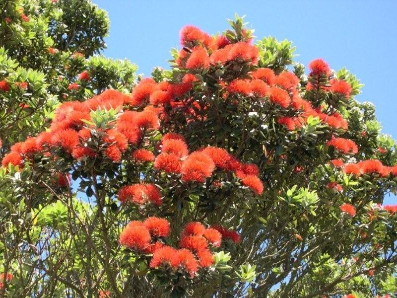 red flowering tree