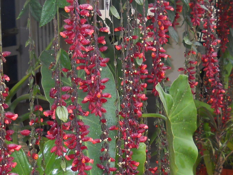 Red Flowering Vine