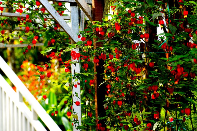 Red Flowering Vines