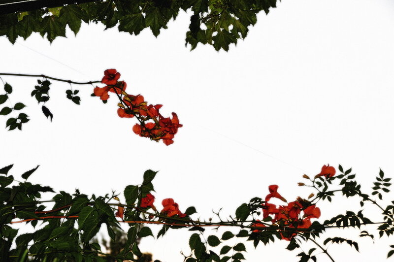 Red flowers against a white sky