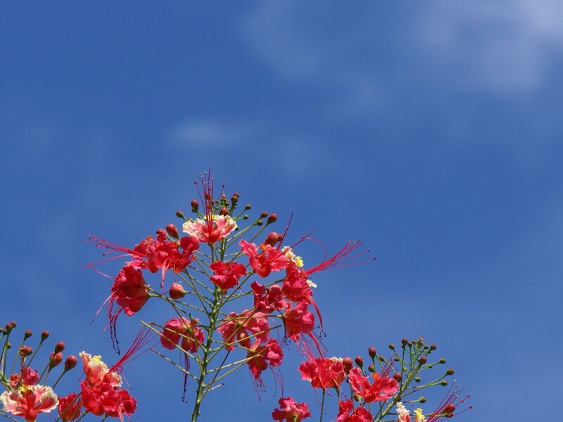 Red flowers against blue sky