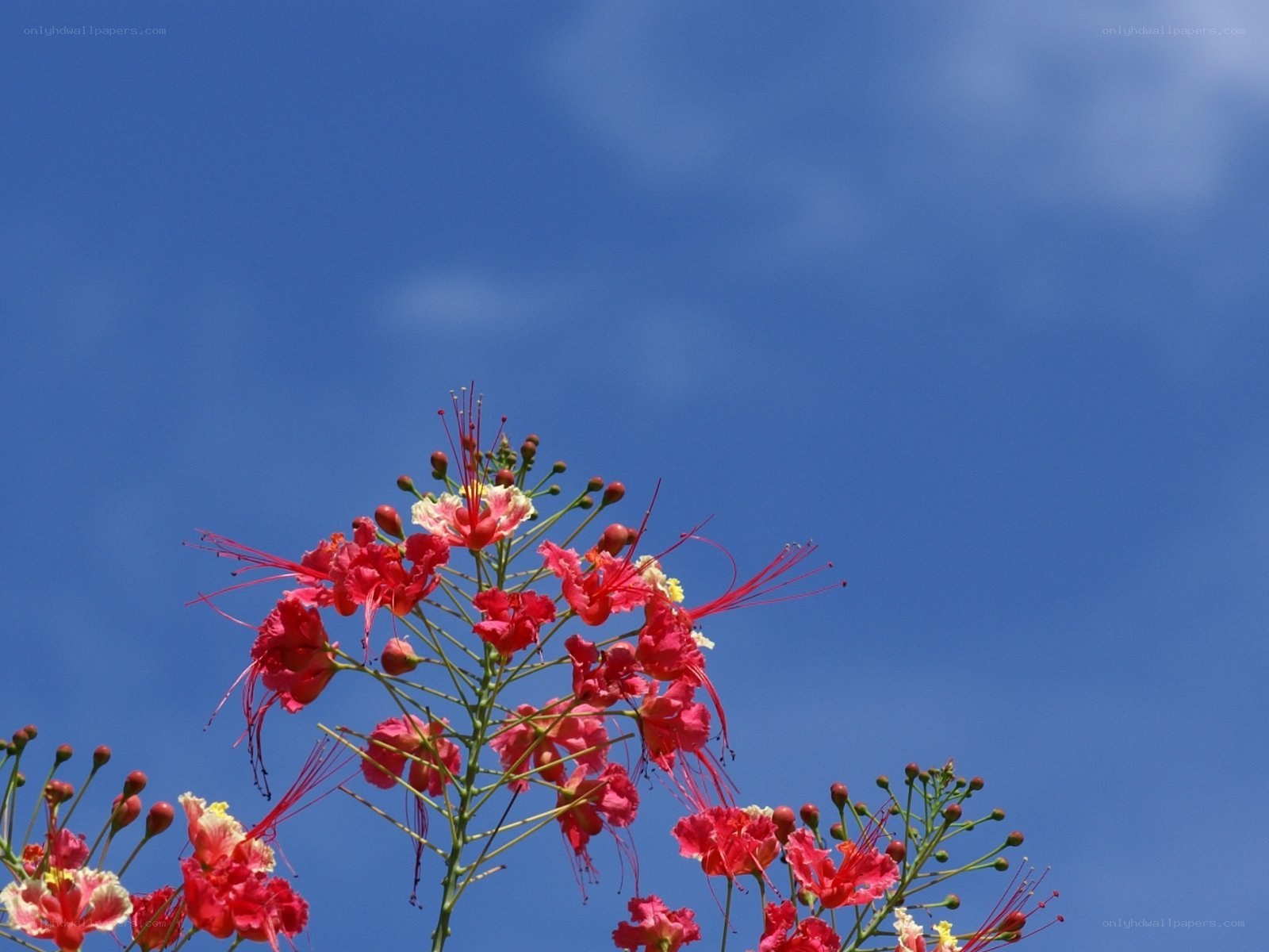 Red flowers against blue sky
