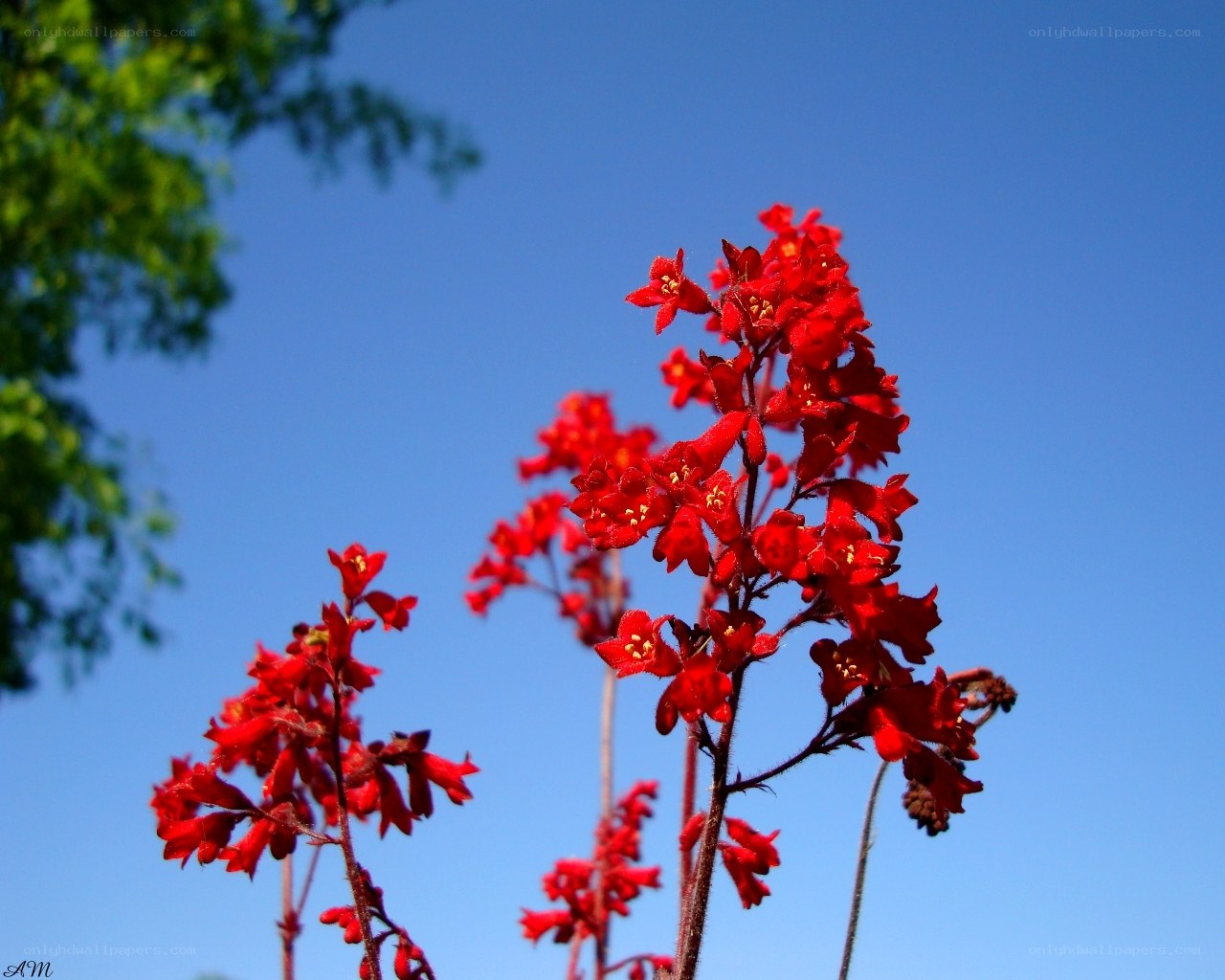 Red flowers against blue sky