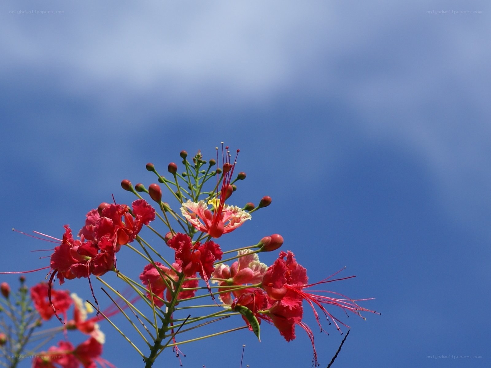Red flowers against blue sky