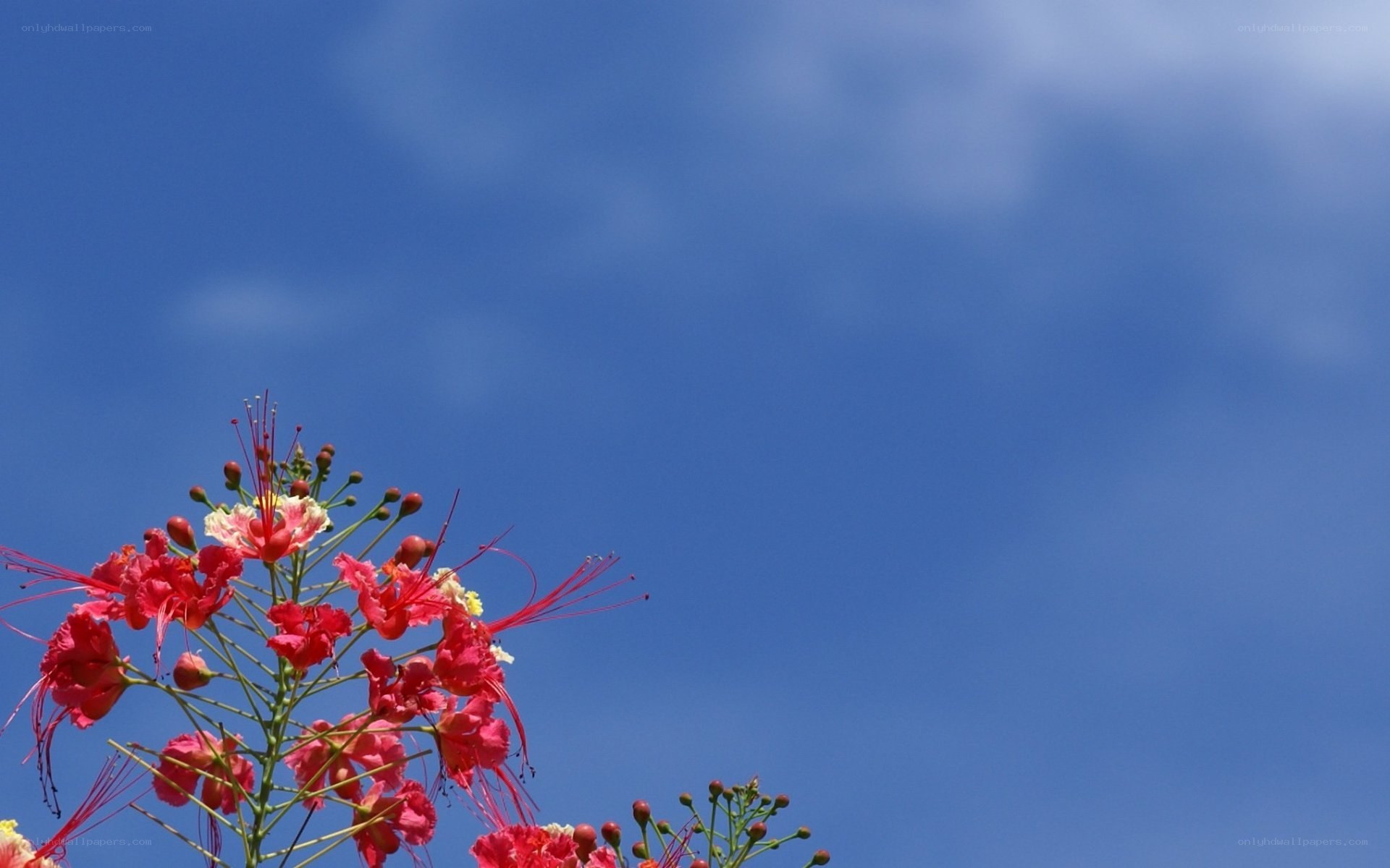 Red flowers against blue sky