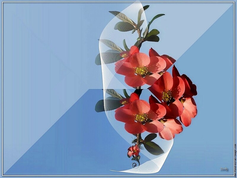 Red flowers against blue sky