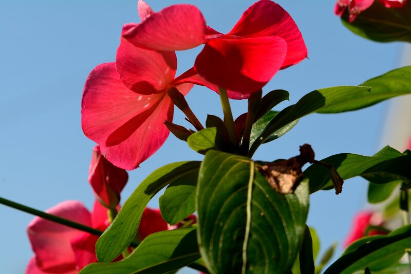 Red Flowers Against Blue Sky — Serene