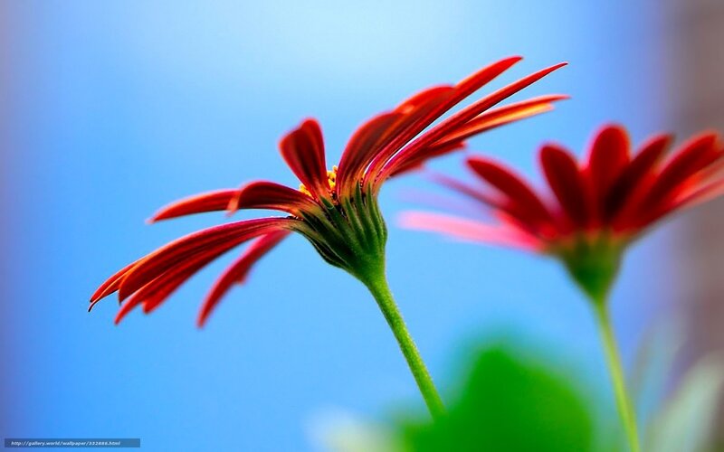 Red flowers against blue sky