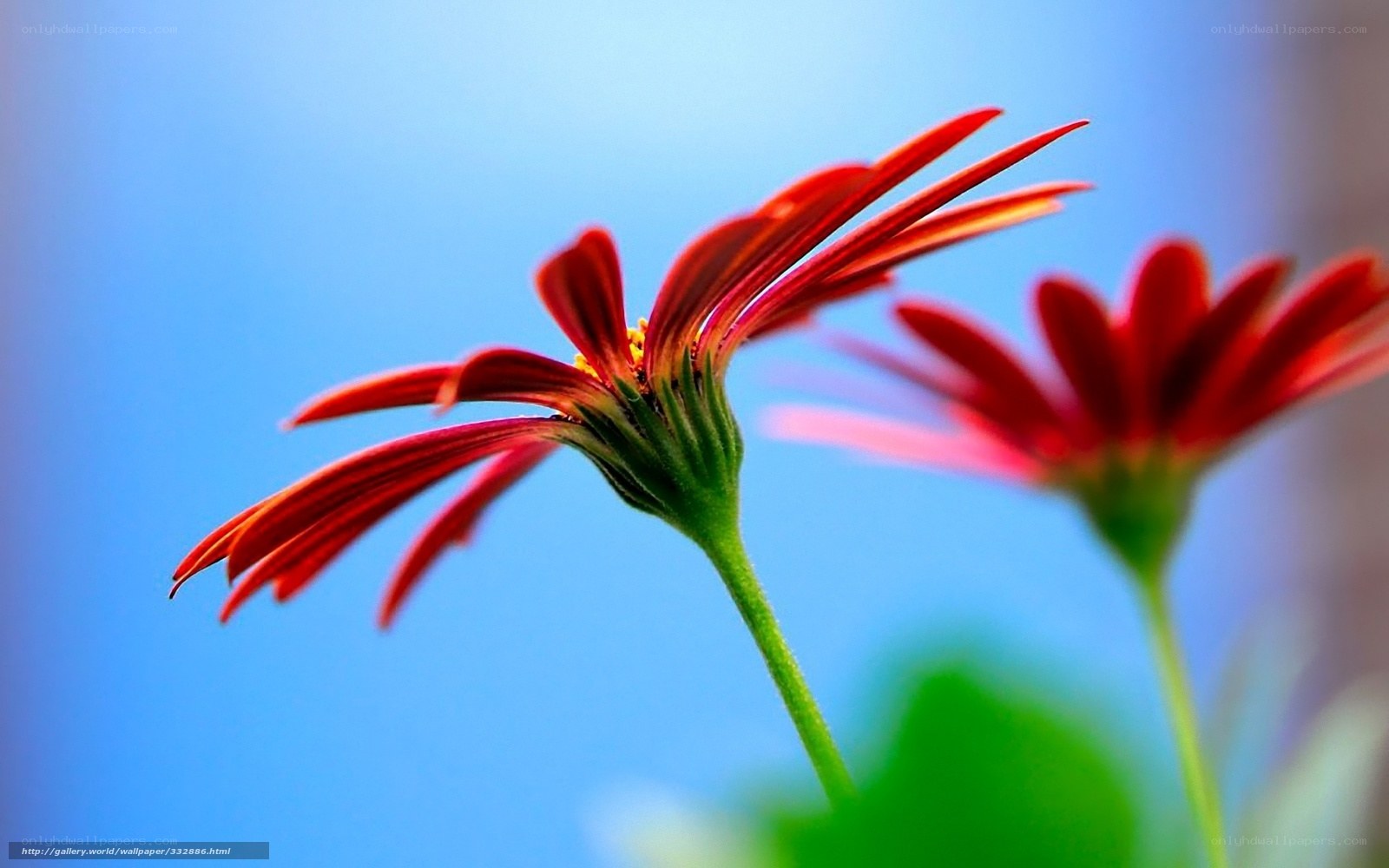 Red flowers against blue sky