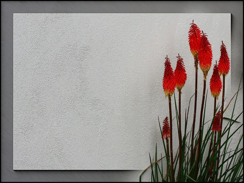 Red flowers against white wall