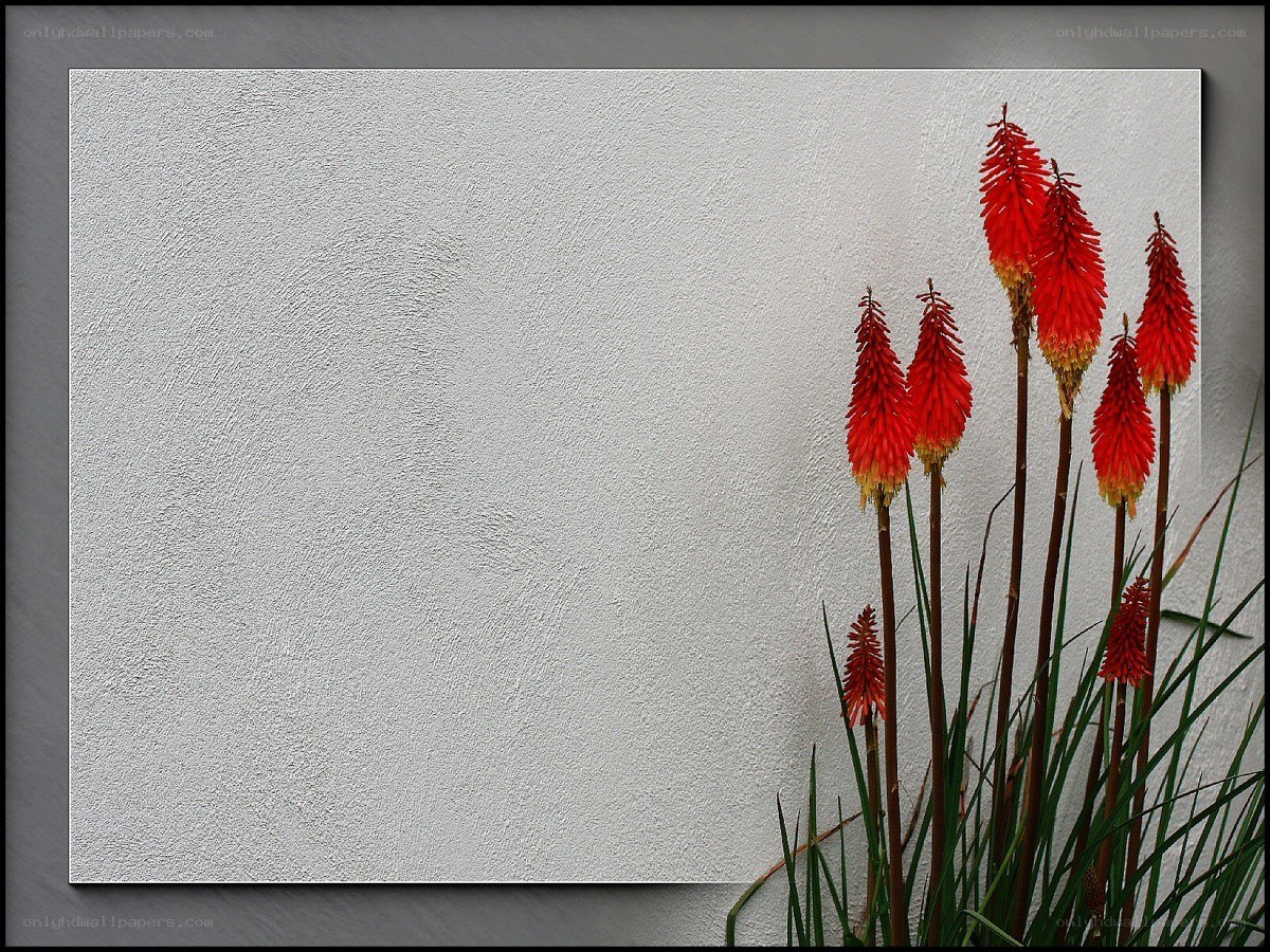 Red flowers against white wall
