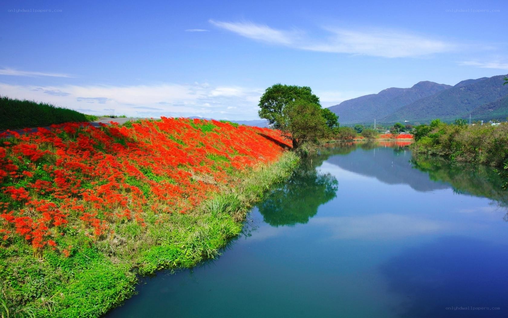 Red flowers along a riverbank