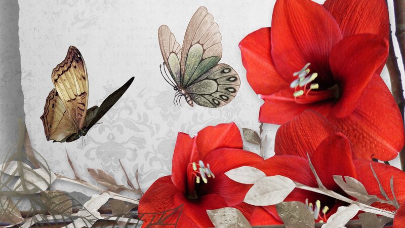 Red Flowers and Butterflies — Calm
