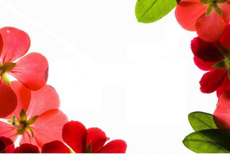 Red Flowers and Green Leaves