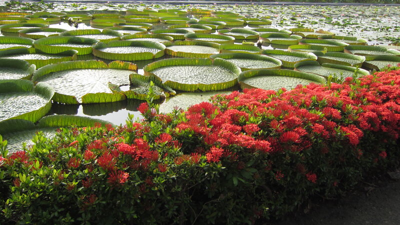 Red Flowers and Lily Pads