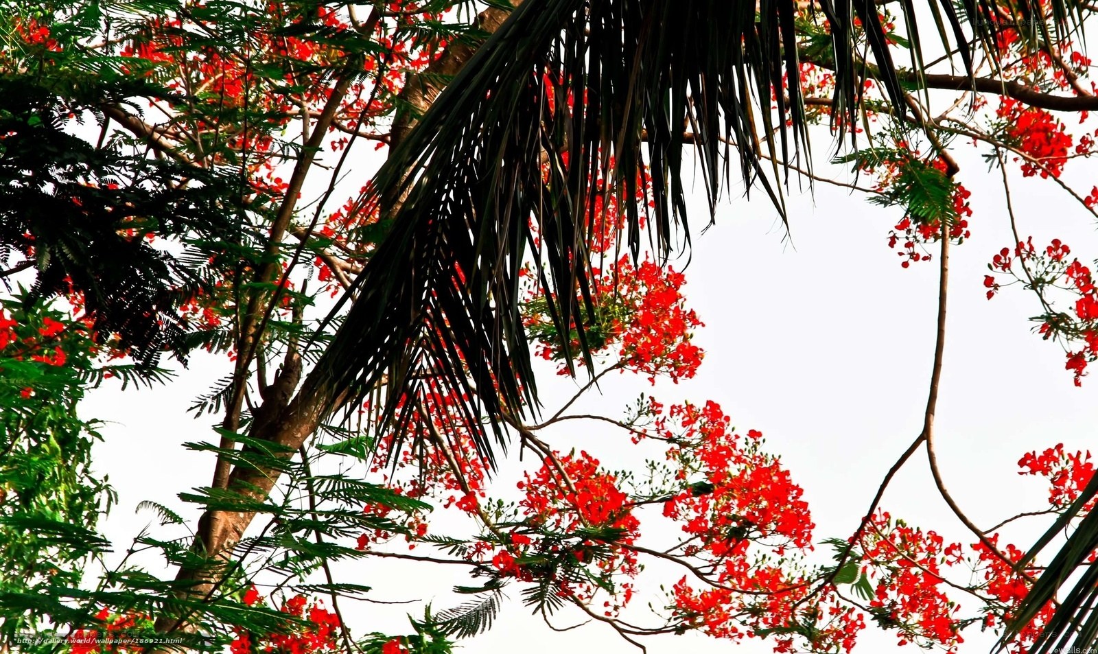 Red flowers and palm fronds