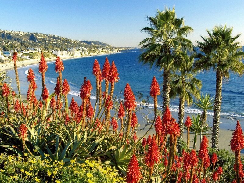 Red Flowers and Palm Trees
