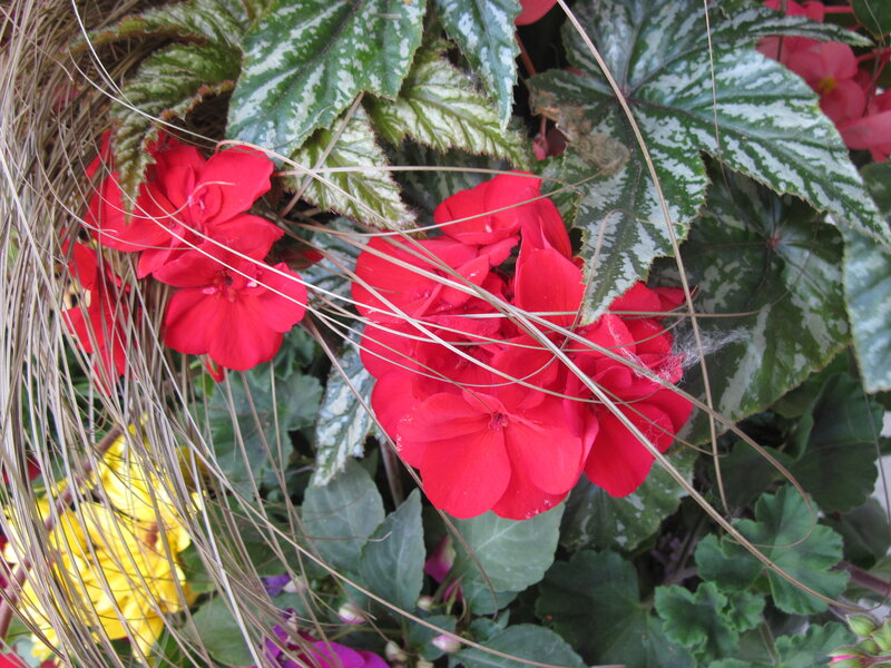 Red Flowers and Variegated Leaves