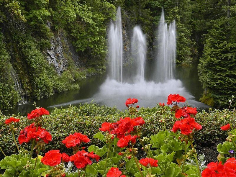 Red Flowers and Waterfall — Serene, Afternoon