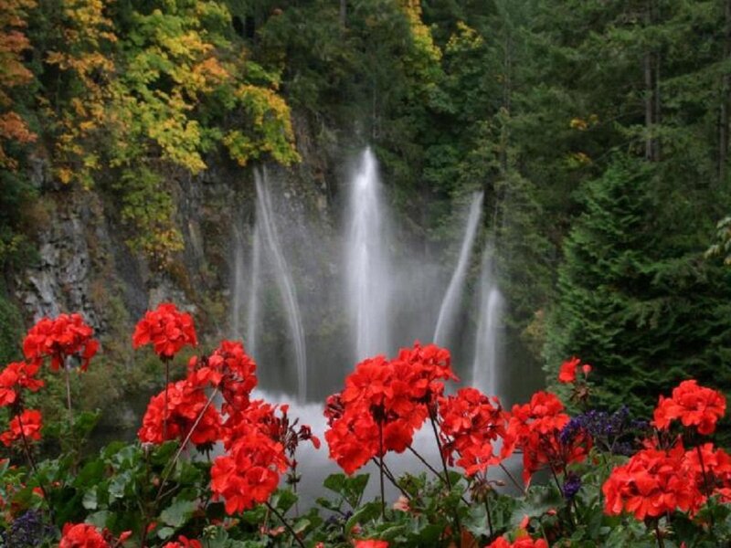 Red Flowers and Waterfall — Serene, Autumn