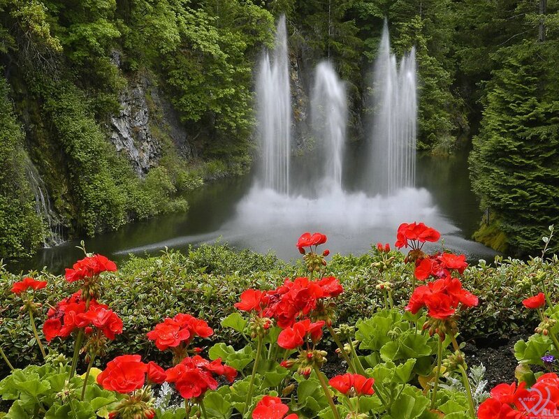 Red Flowers and Waterfall