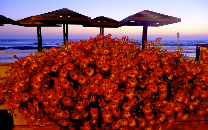 Red Flowers at Beach