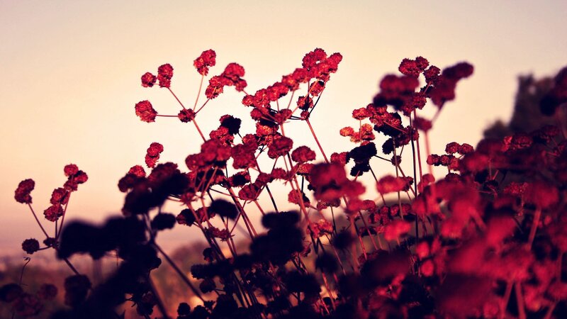 Red Flowers at Dusk