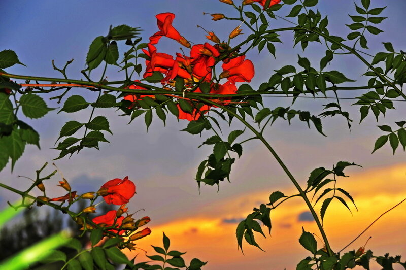 Red flowers at sunset