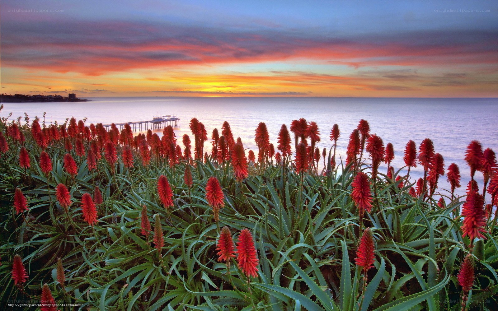 Red flowers at sunset by the sea