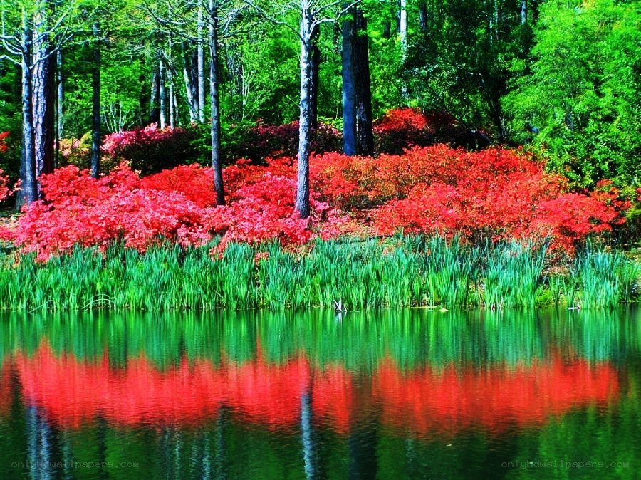 Red flowers by a lake