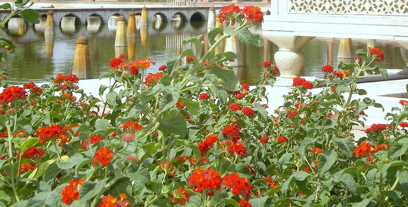 Red flowers by a palace pond