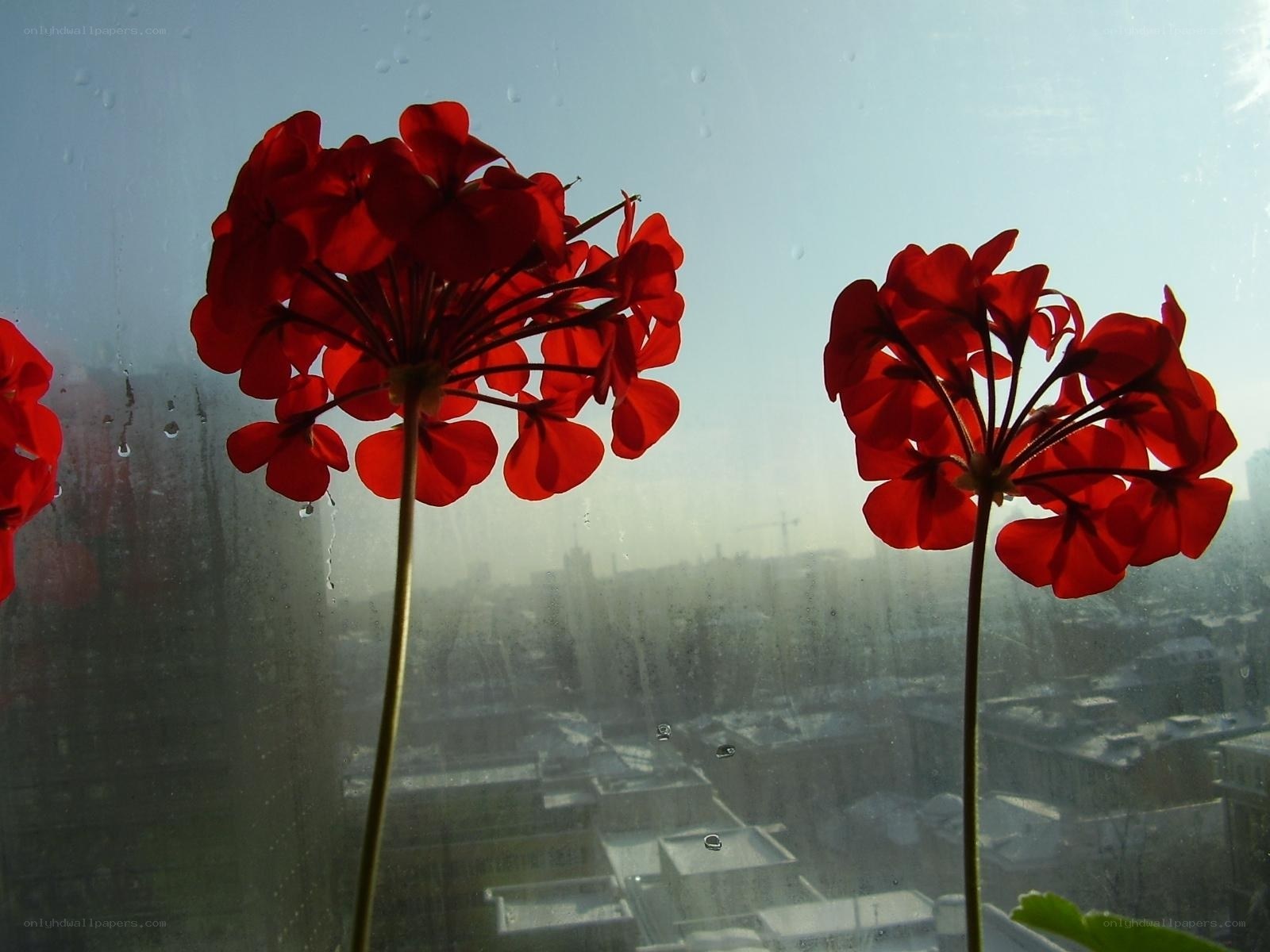 Red flowers by a rainy window