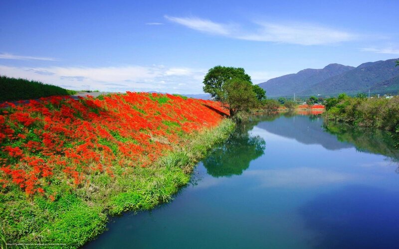 Red flowers by a river