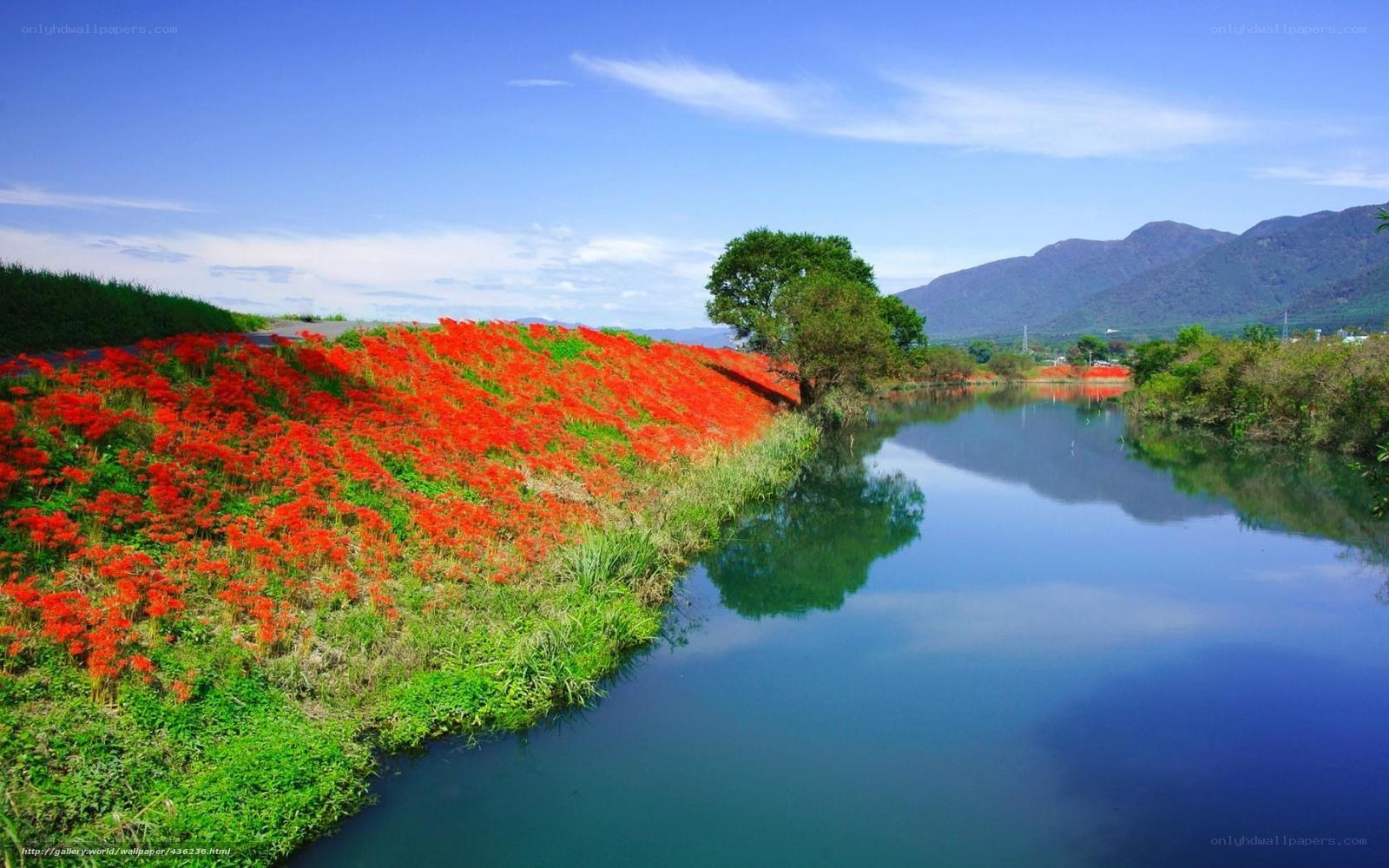 Red flowers by a river
