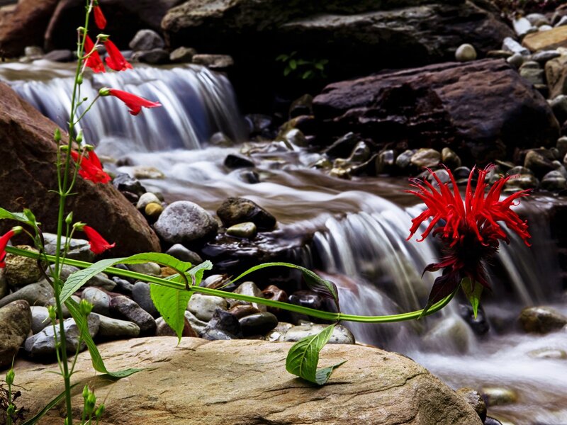 Red flowers by a stream