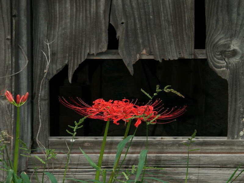 Red flowers by a weathered window