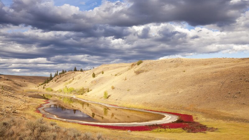 Red flowers by a winding river