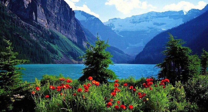 Red Flowers by Lake — Blue, Serene, Summer