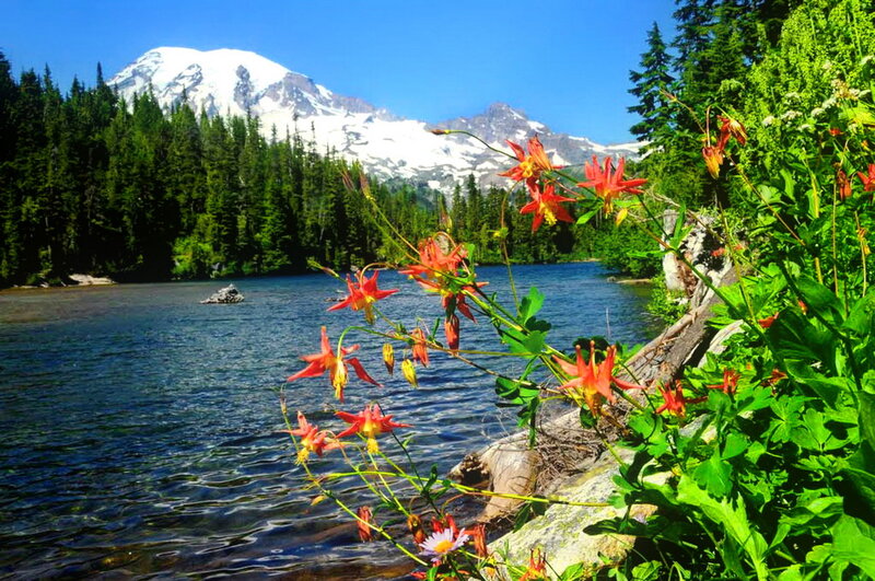 Red Flowers by Lake — Green, Serene