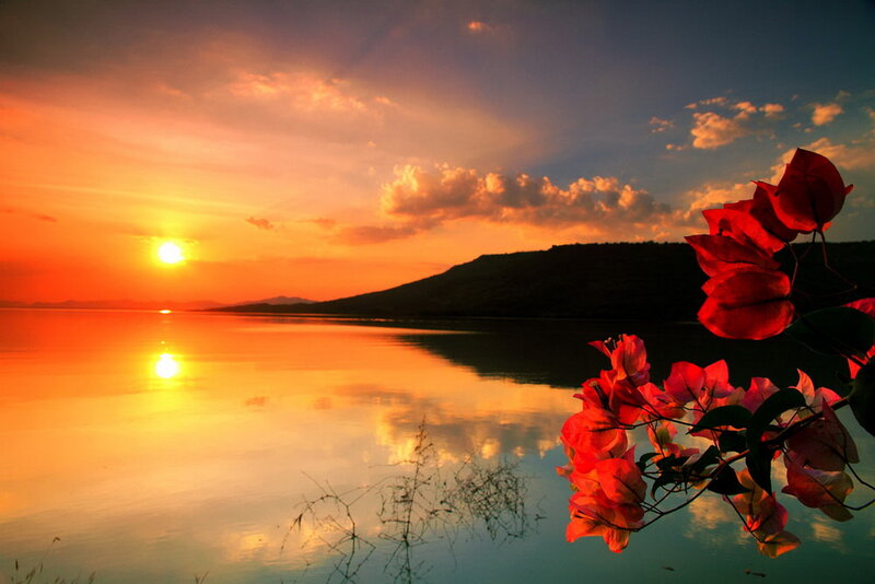 Red Flowers by Lake — Orange
