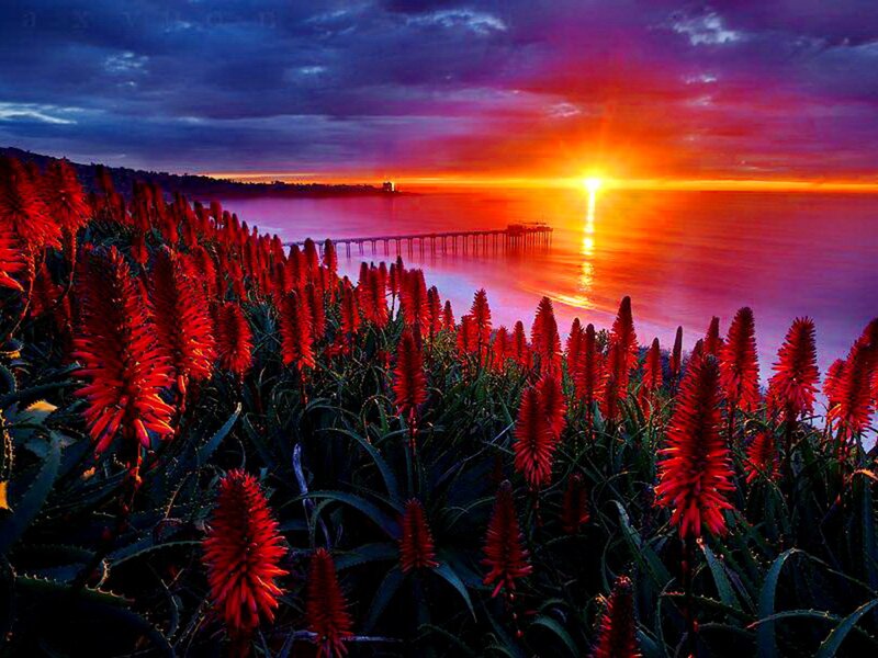 Red Flowers by Ocean — Dramatic, Sunset