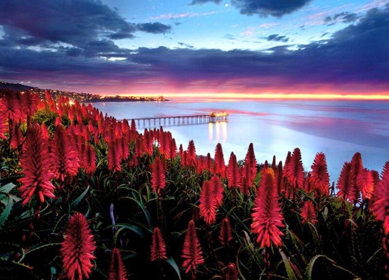 Red Flowers by Ocean — Dramatic
