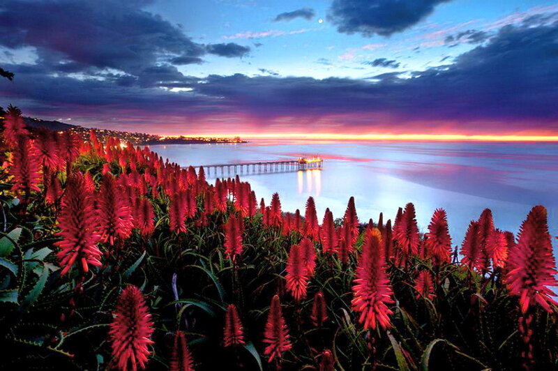 Red Flowers by Ocean