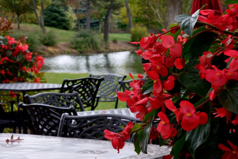 Red Flowers by Pond