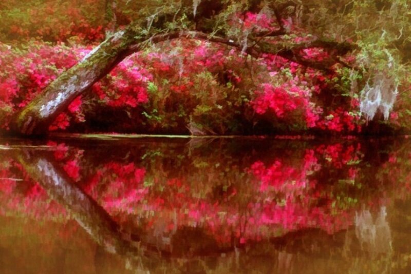 Red Flowers by River