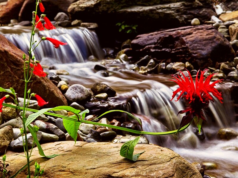 Red Flowers by Stream — Serene