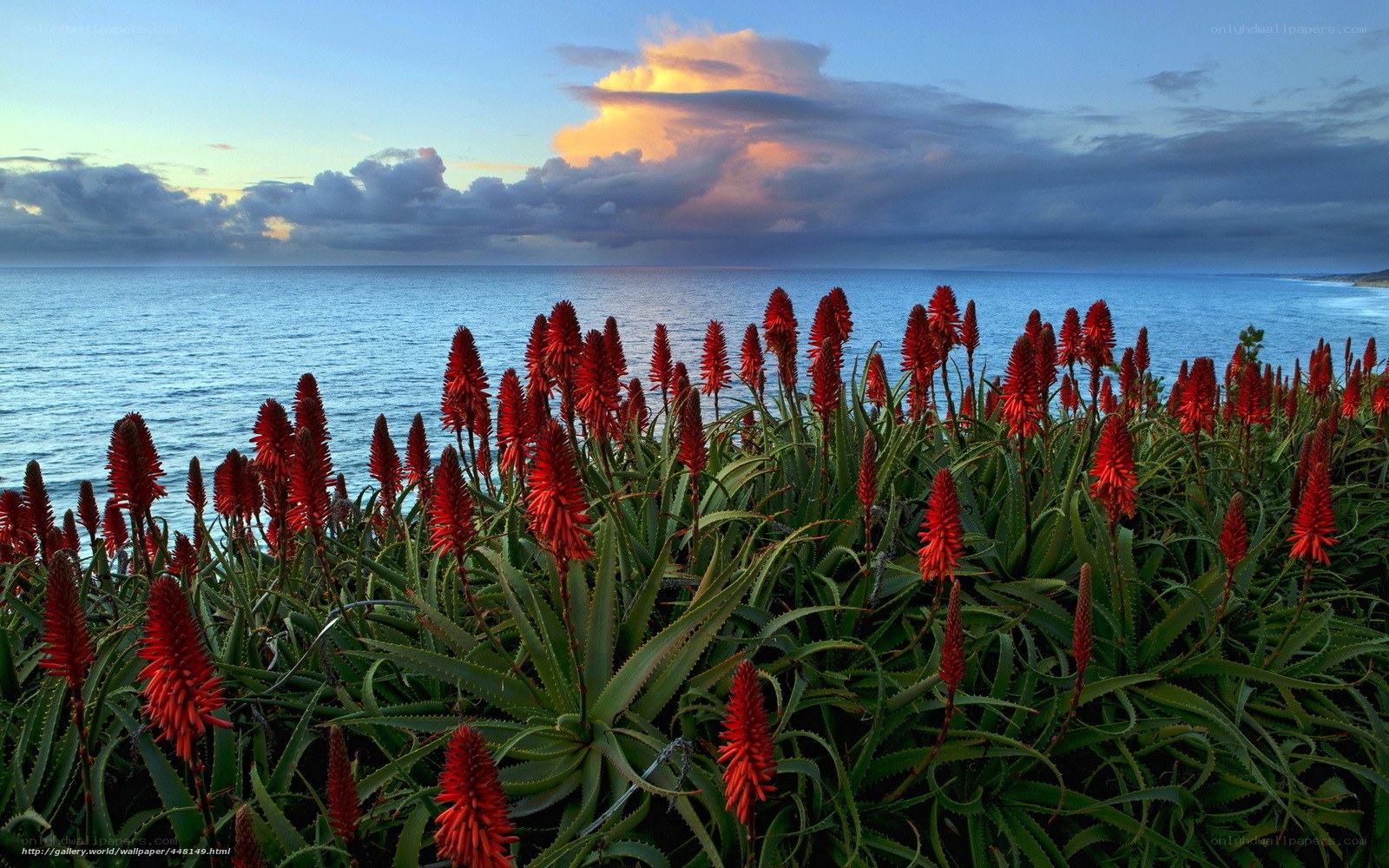Red flowers by the ocean at sunset