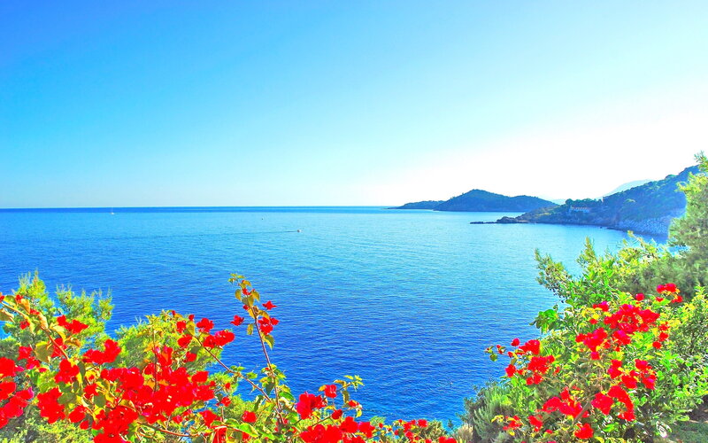 Red Flowers by the Sea