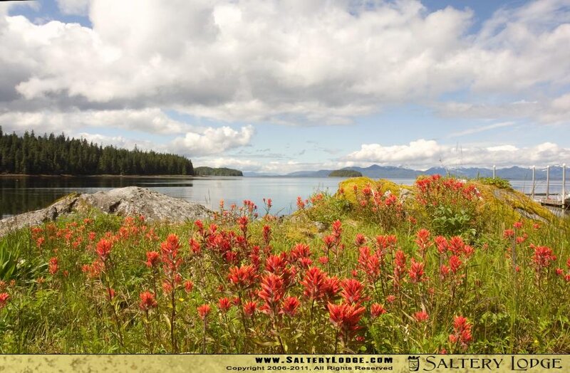Red Flowers by the Water
