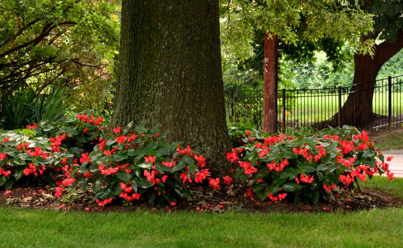 Red Flowers by Tree
